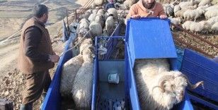Bayburt’ta küçükbaş hayvanlar mobil koyun yıkama makineleriyle yıkanarak ilaçlanıyor
