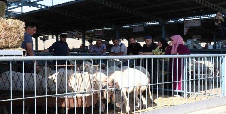 Denizli’de kurbanlıklar alıcılarını bekliyor