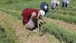 Tıbbi ve aromatik bitkilerin bahar temizliği yapılıyor
