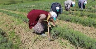 Tıbbi ve aromatik bitkilerin bahar temizliği yapılıyor
