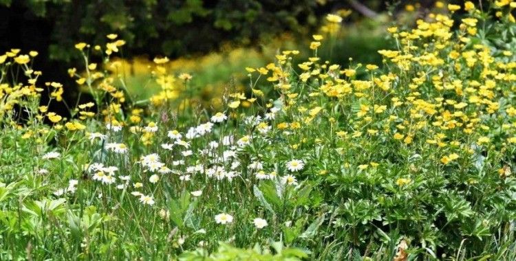 Soğuk hava etkili oldu, yaylada çiçekler geç açtı