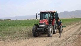 Pamuk üretim merkezi Büyük Menderes Ovası’nda kuraklık nedeniyle üretici mısıra yöneldi

