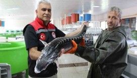 Nesli tehlike altındaki sivriburundan sadece 150 tane kaldı, Amasya’da 100 bin yavru balık üretimi planlanıyor
