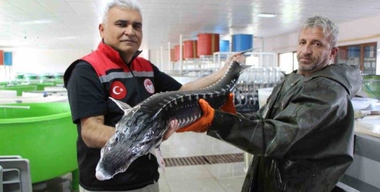 Nesli tehlike altındaki sivriburundan sadece 150 tane kaldı, Amasya’da 100 bin yavru balık üretimi planlanıyor
