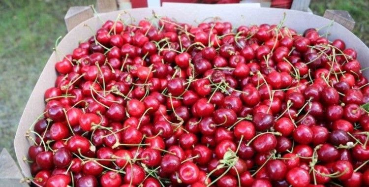 Erzincan’da kiraz bahçelerinde hasat başladı