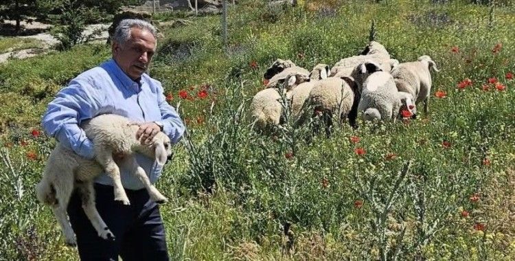 Bulunan küçükbaş hayvanlar Talas Belediyesi’nde koruma altına alındı