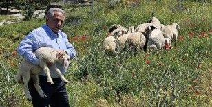 Bulunan küçükbaş hayvanlar Talas Belediyesi’nde koruma altına alındı
