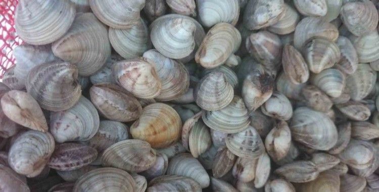 Deniz hıyarı ve beyaz kum midyesi üretimi arttı