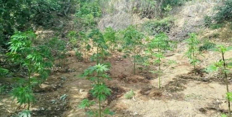 Bingöl’de 228 kök kenevir ele geçirildi