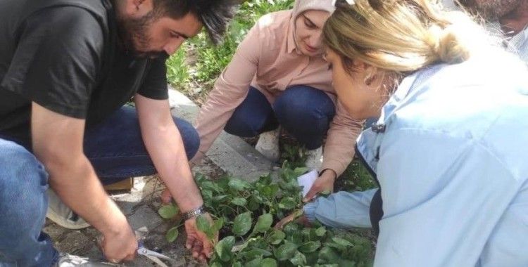Hamur’da sebze fideleri dağıtımı gerçekleştirildi