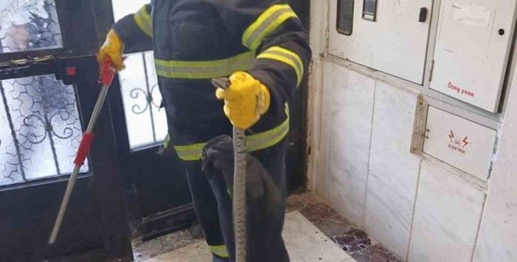 Bilecik’te bir apartmana giren yılan itfaiye ekiplerince yakalandı