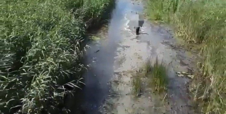 Sülük toplamak için gitti kayboldu