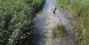 Sülük toplamak için gitti kayboldu
