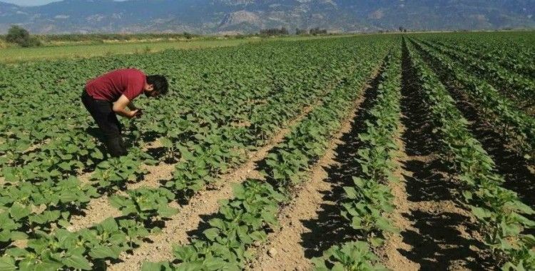 Söke’de ayçiçeği tarlaları taranıyor