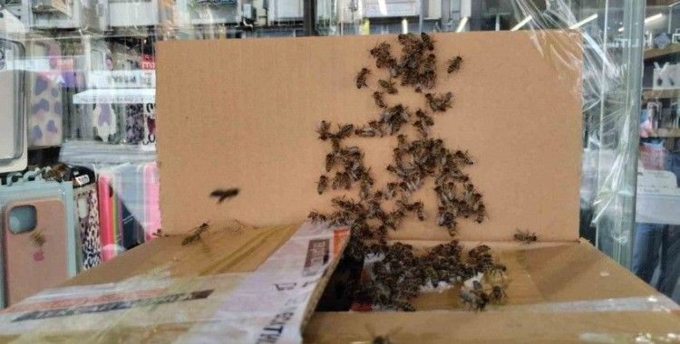 Arılar Denizli şehir merkezini istila etti