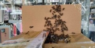 Arılar Denizli şehir merkezini istila etti
