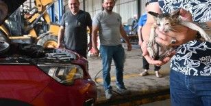Yavru kedi kurtarma operasyonu
