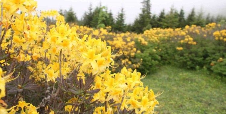 Giresun yaylaları orman gülleriyle renklendi