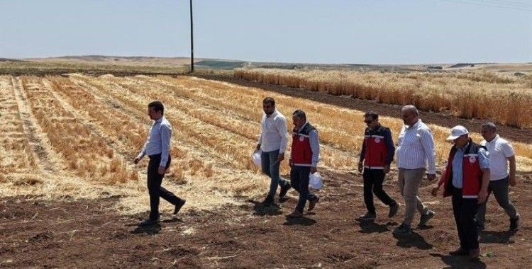 Adıyaman’da tohumculuk sektörü güçleniyor