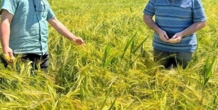 Kütahya’da sertifikalı arpaların tarla kontrolleri yapıldı