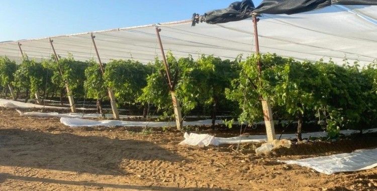 Sarıgöl’de üzüm bağları örtü altına alınıyor