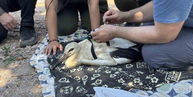 Yaren Leylek’in yavruları halkalandı: Yavruların göç yolculukları takip altında