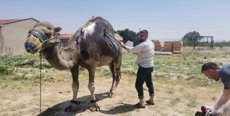 Buldan’da şampiyon deveye yaz bakımı