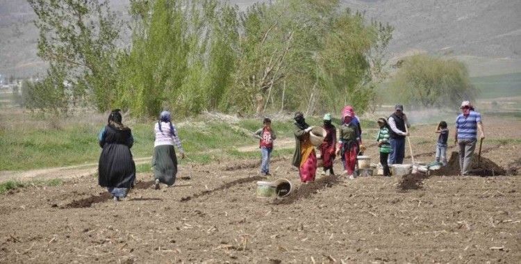 Mevsimlik tarım işçileri tarlalarda rızıklarını çıkarıyor