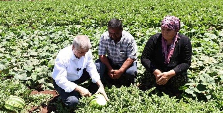 Başkan Tahmazoğlu, tarlada patlıcan ve biber hasadına katıldı