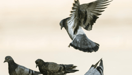 Hindistan'da güvercin beslemek yasaklandı