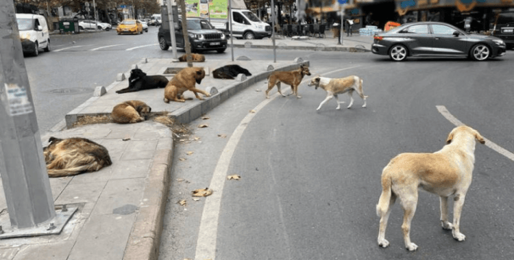 İstanbul Valiliği'nden sahipsiz sokak hayvanlarının toplatılması kararı
