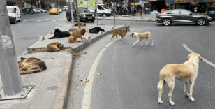İstanbul Valiliği'nden sahipsiz sokak hayvanlarının toplatılması kararı