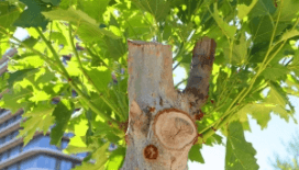 Tedavi edilen ağaçlar yeniden yeşerdi