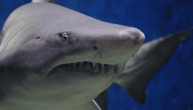 Avusturalya'da 3.5 metre büyüklüğünde köpek balığı paniği: Bir kişi hayatını kaybetti