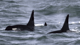 Bilim insanları fiber optik kabloları balina takip sistemine dönüştürdü