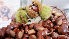 Sezonun ilk kestaneleri satıldı: İlk mahsul 550 TL