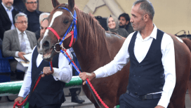 Tüm zamanların rekorunu kırdı: Hızlı Yasin isimli Arap tayı 10 milyon 500 bin liraya satıldı