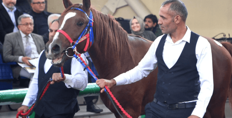 Tüm zamanların rekorunu kırdı: Hızlı Yasin isimli Arap tayı 10 milyon 500 bin liraya satıldı