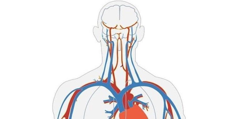 Damarlarda ilerleyerek belirli dokulara ilaç ulaştırabilen mikro robotlar test edildi