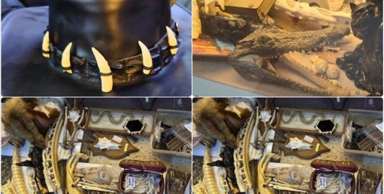 Yasa dışı yaban hayatı ürünlerine operasyon: Caretta kabuğundan geyik boynuzuna kadar yüzlerce ürüne el konuldu