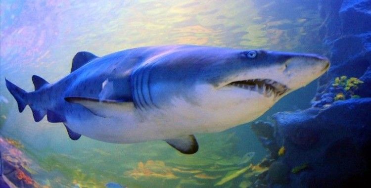 Avustralya’da köpekbalığı saldırısı: 1 ölü, 1 ağır yaralı