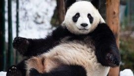 Panda anlaşması: Çin ve Fransa 10 yıllığına anlaştı