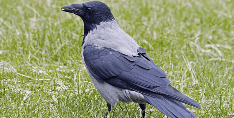 İsveç’te kargalar şehir temizliği için eğitiliyor