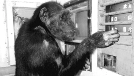 Çince karakterleri öğrenen 'dahi' şempanze Ai, 49 yaşında öldü