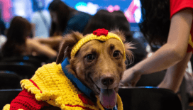 Bazı köpekler sadece 'kulak misafiri' olarak yeni kelimeler öğrenebiliyor