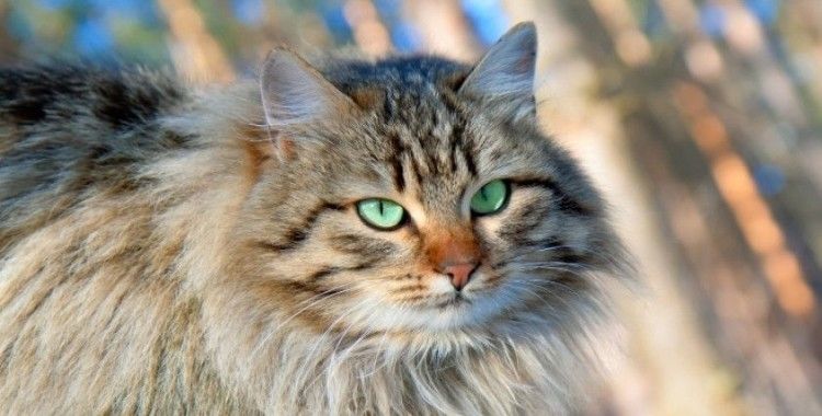 Ev kedilerinin kökeni Anadolu’ya uzanan 10 bin yıllık bir hikaye