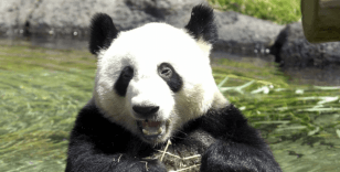 Japonya son pandalarına veda ediyor: Diplomatik gerilim ayrılığa sebep oldu