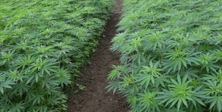 Resmi Gazete'de yayınlandı: 21 ilde kenevir üretimine izin verildi