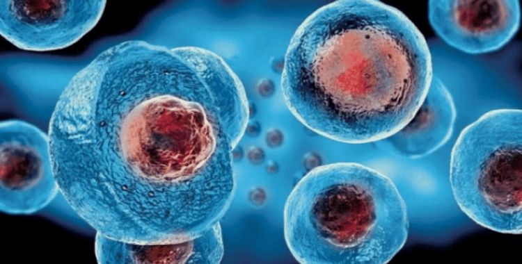 Japonya’da kök hücre araştırması: 'Saç Dökülmesine Karşı Yeni Umut'